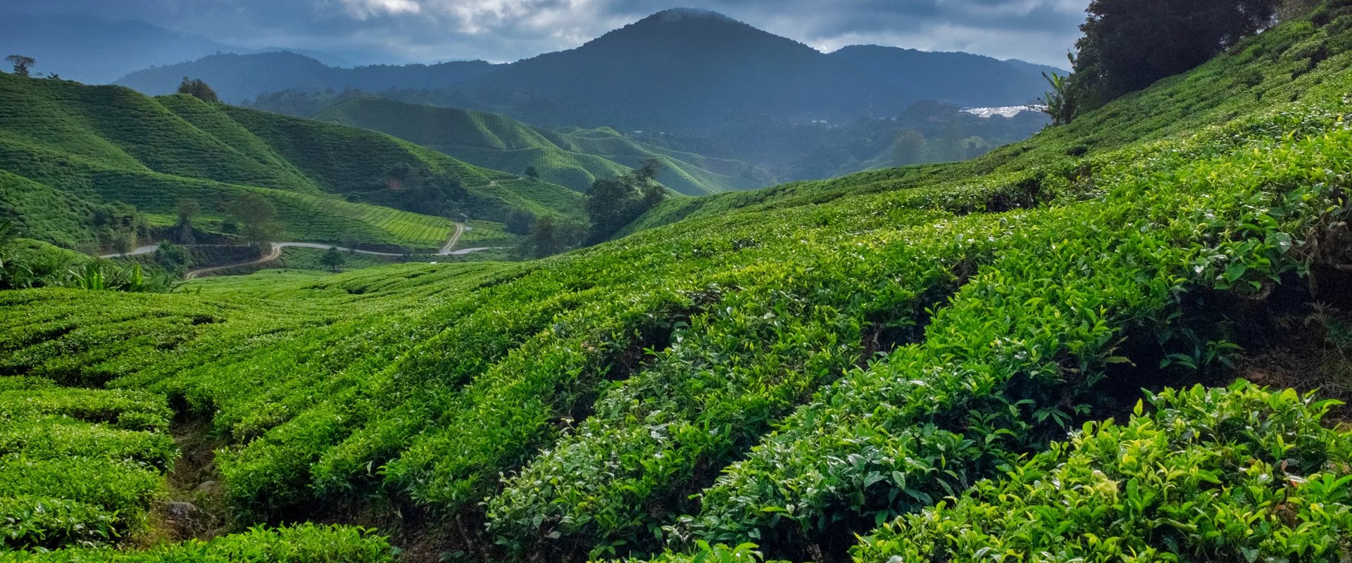 Cameron Highlands