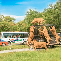Safari World Bangkok Ticket