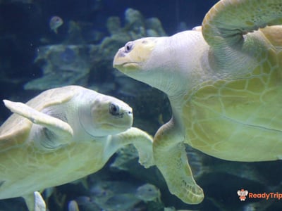 Aquaria KLCC