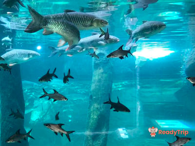 Underwater World Pattaya