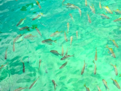 Mamutik & Sapi Island Excursion