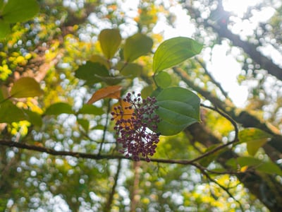 Kota Kinabalu Park and Hot Spring Day Trip