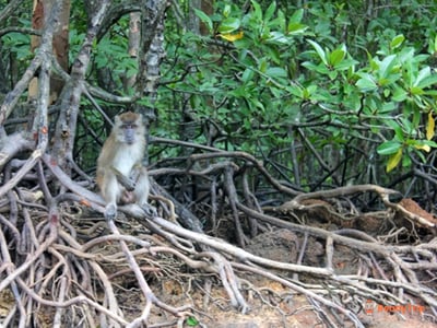 JungleWalla Langkawi Unesco Geopark Mangrove Cruise - Share & Private Option