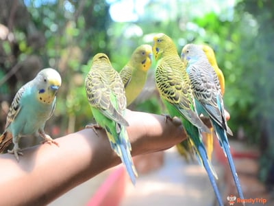 Langkawi WildLife Park