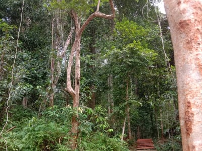 Taman Negara National Park with Canopy Day Trip (SIC - Join In Tour)