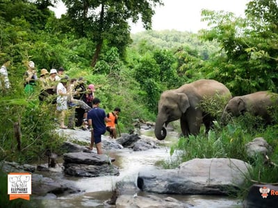 Elephant Jungle Sanctuary - Chiang Mai
