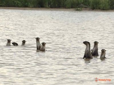 Weston Wetland River Cruise Day Tour (Proboscis Monkey & Fireflies)