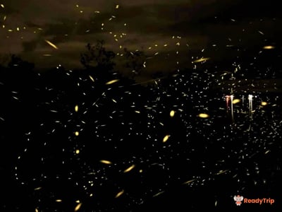 Weston Wetland River Cruise Day Tour (Proboscis Monkey & Fireflies)