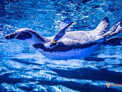 Aquaria Phuket - Thai Resident (Incl Expats)