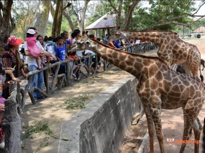 Khao Kheow Open Zoo Pattaya
