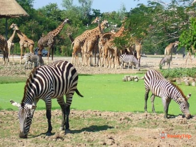 Safari World Bangkok Ticket