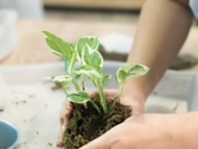 Kokedama Workshop