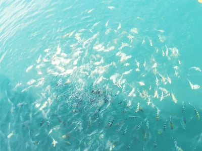 Manukan and Sapi Islands Excursion
